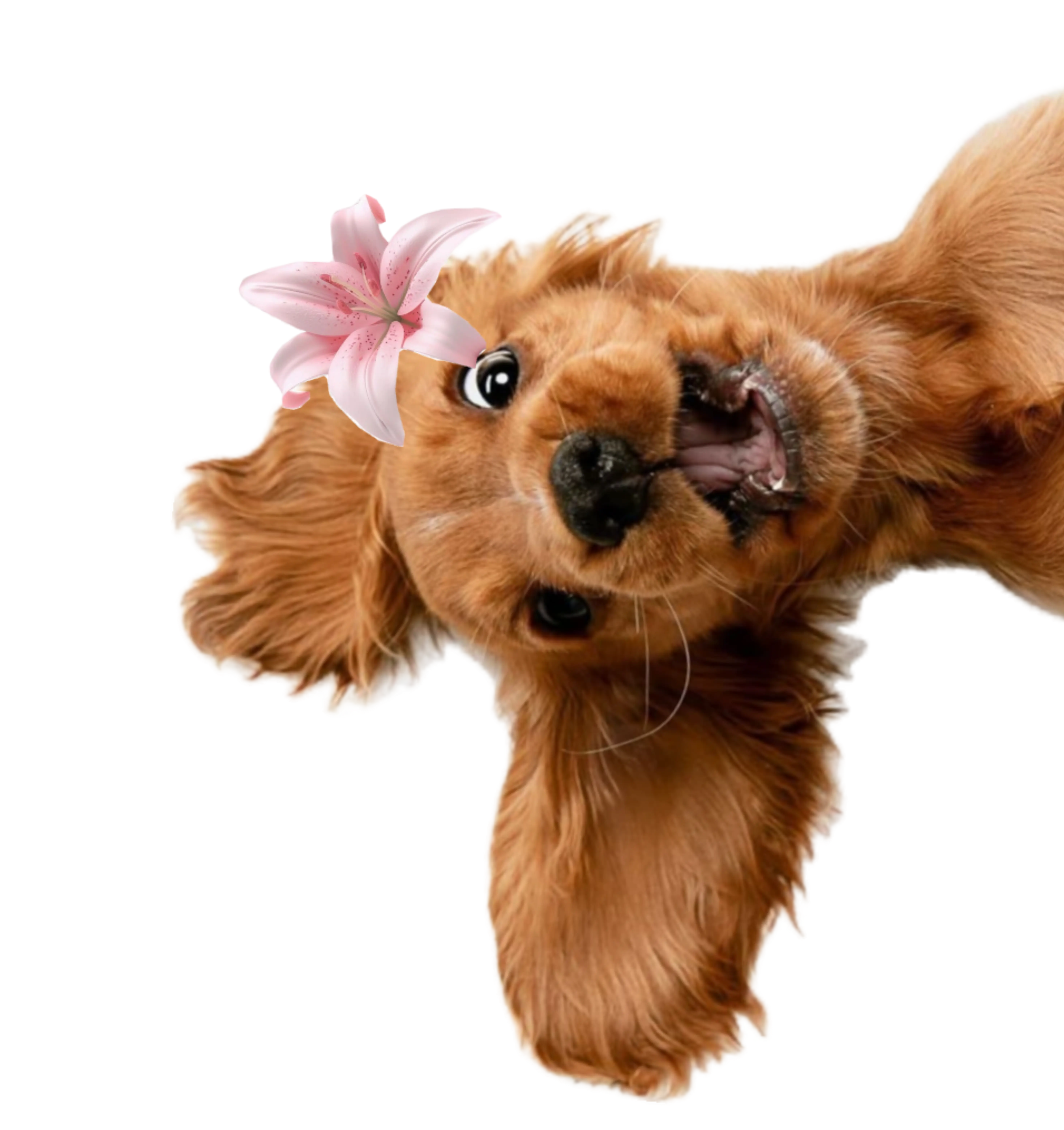 Cute dog illustration